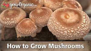 When it's time to start growing your chanterelles, you first need to rake or till the soil to get it nice and loose first. How To Grow Portobello Mushrooms The Appropriate Way To Do