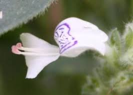 Image result for Hypoestes forskaolii