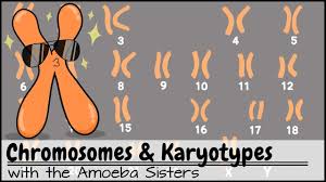 Asexual and sexual reproduction answer key by the amoeba …, these different versions of a gene are called alleles. Dna Chromosomes Genes And Traits An Intro To Heredity Youtube