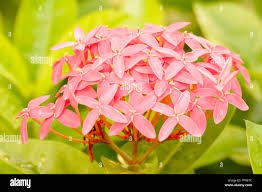 Image result for Ixora nana