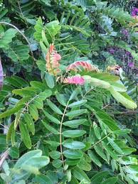 Image result for Senna siamea