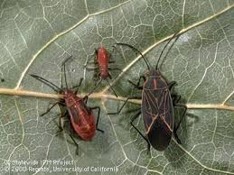 Boxelder bug control products and box elder control products at domyown.com with free shipping and free expert advice on killing boxelder bugs. Insects Common Resources Agriculture Weights Measures Cda Alameda County