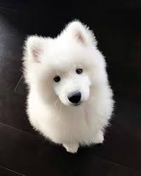 pin na doske doggies names