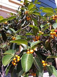 Image result for Ficus scassellatii