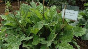 19 mar 2015, 05:12 wib diperbarui 19 mar 2015, 05:12 wib. 30 Tanaman Apotik Hidup Dan Manfaatnya Part 1 Lifestyle Fimela Com