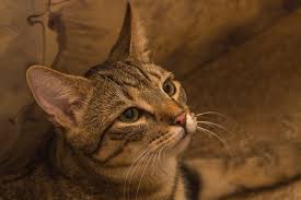 Free Image On Pixabay Cat European Shorthair Race In 2020 Cats Cat Portraits Baby Cats