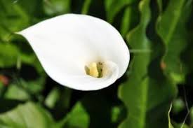We did not find results for: Growing Calla Lily Plants Indoors And Care Information