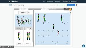 Maybe you would like to learn more about one of these? Human Karyotyping Gizmo Explorelearning Youtube