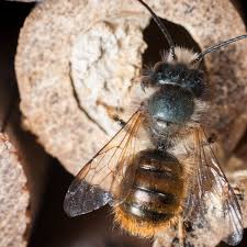 We have all sorts of bees nesting in various things on the house and in garden and they all slope off we have them in a chimney, probably is old lime mortar and i think over time they may cause a bit of. Country Diary The Mason Bee Builds Individual Rooms For Her Eggs Bees The Guardian