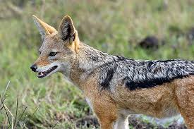 Black Backed Jackal Black Backed Jackal Jackal Back To Black