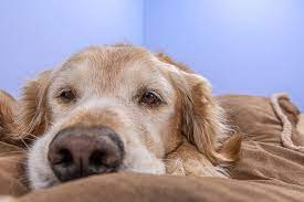 Symptoms Of Arthritis In Dogs Aspca Pet Health Insurance