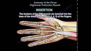 O following repair or reconstruction of an fdp tendon the tension must be identical to the other fdps, since the excursion of the combined tendons is equal to the shortest tendon. Flexor Digitorum Profundus Physiopedia