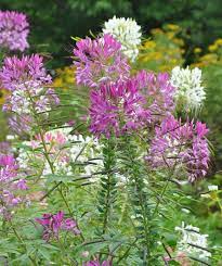 Pin On Garden Borders
