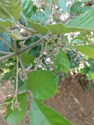Image result for Vitex madiensis