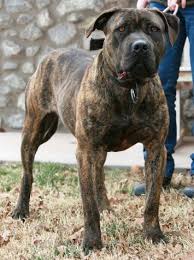 Pin On Pit Bull Mix