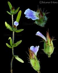 Image result for Blepharis integrifolia
