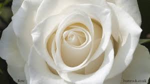 Peoples held many big exhibitions of flower in the. Beautiful Flowers Hd 2 Slideshow Of Spring And Summer Flower Pictures With Music Youtube