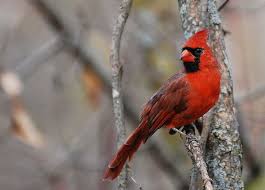 They are mostly distinguished based on the arizona cardinal (cardinalis cardinalis superbus, previously richmondena cardinalis superbus these splendidly plumaged birds are found in certain areas of southern mexico and central america… Pyrrhuloxia Bird Watcher S Digest