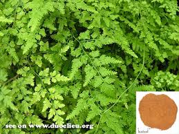 Image result for Lygodiaceae