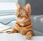 L'intelligence du chat par rapport au chien : toute la vérité !