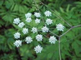 Identifying Water Hemlocks The Most Poisonous Plants In North America Deadly Plants Poisonous Plants Edible Wild Plants