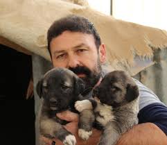 Hazir Sut Kangal Yavrularini Olduruyor Son Dakika