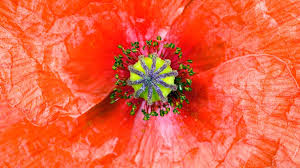 Image result for Papaveraceae