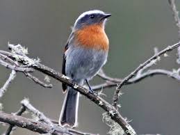 Image result for Ochthocharis