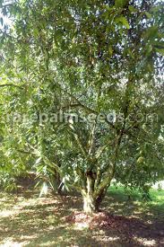 Image result for Ozoroa macrophylla