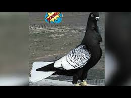 Rengarenk Filo Guvercinleri Youtube