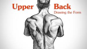The back's muscles start at the top of the back (named the cervical vertebrae) and go to the tailbone (also named the coccyx). How To Draw Upper Back Muscles Form Proko