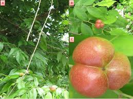 Image result for Cleistanthus