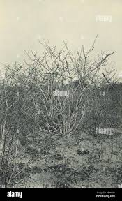 Image result for Strophanthus amboensis