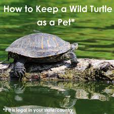 They are peaceful and can cohabitate well with other small turtles. How To Keep A Wild Turtle As A Pet Pethelpful