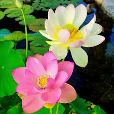 Greg Wittstock the Pond Guy