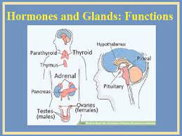 Glands And Hormones In Human Body Glands And Hormones Glands Hormones