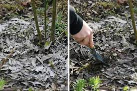 cendre de bois comment l utiliser au jardin en 10 questions repones blog promesse de fleurs cendre jardin cendres de bois jardin facile