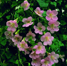 Image result for Asarina