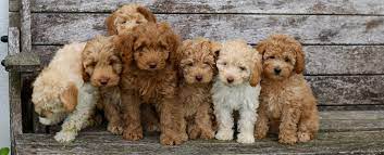 There are numerous questions to consider when searching for your goldendoodle. Labradoodle Breeders Puppies For Sale Tora S Australian Labradoodles