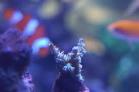 Image result for Acrotome tenuis