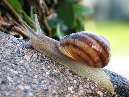 Holiday Fun Click For Snail Slide Puzzle Age 4 Snail Snails In Garden Slugs