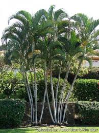 Image result for Dypsis