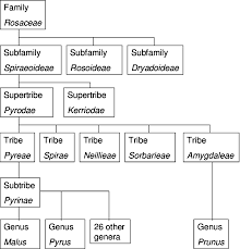The fruit of the family tree, wiggam, albert edward on amazon.com. 1 Current Taxonomy Of The Fruit Tree Genera In The Rosaceae Plant Download Scientific Diagram