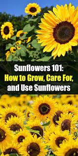 Sunflowers 101 How To Grow Care For And Use Sunflowers Growing Sunflowers From Seed Growing Sunflowers Sunflower Garden