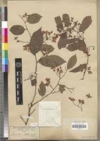 Image result for Securidaca welwitschii