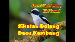 Kembang sokakowe tresnaku sayangkurangiro uripmu nggo akukowe tak gadhang dadi jodokusing nembe pisan pingin ketemuayumu koyo mbang sokaabang mbranang. Suara Pikat Burung Sikatan Belang Suara Pikat Burung Decu Kembang Youtube