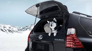 This new 2022 lexus gx460 model will bring some changes. 0rd8 Ozmrfvn8m