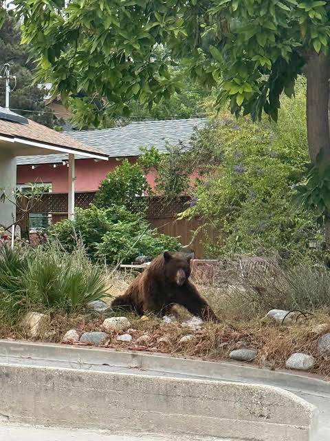 Big bear at East grandview and Anita crest