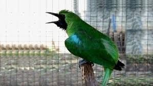 Upaya pelestarian burung cucak ijo ini dilakukan antara lain dengan cara pembangunan penangkaran terbesar yang sedang dibangun di desa jeru, kecamatan tumpang di atas lahan seluas 9,5 hektare yang untuk burung cucak ijo disediakan lahan seluas 0,5 hektare, dan lahan yang lain digunakan untuk pembudidayaan dan pelestarian flora dan fauna yang lain. Cara Perawatan Burung Cucak Ijo Yang Mendadak Lumpuh
