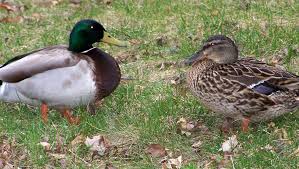 Seven things you never knew about the sex lives of mallard ducks
